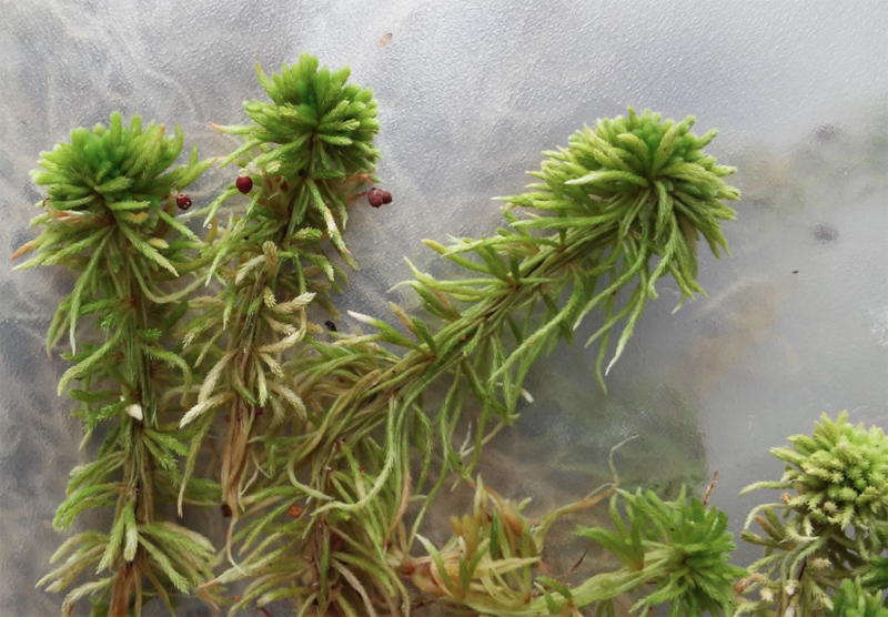 Sphagnum wulfianum